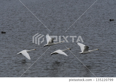 Swanning swan Swanning swan 135220799