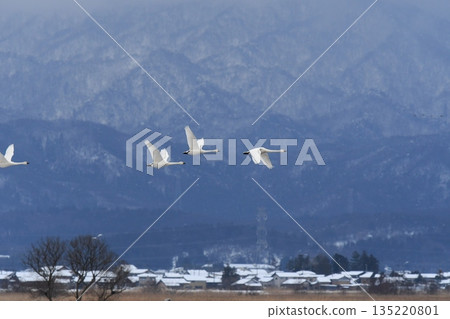 斯旺寧天鵝 135220801