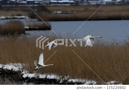 斯旺寧天鵝 135220802