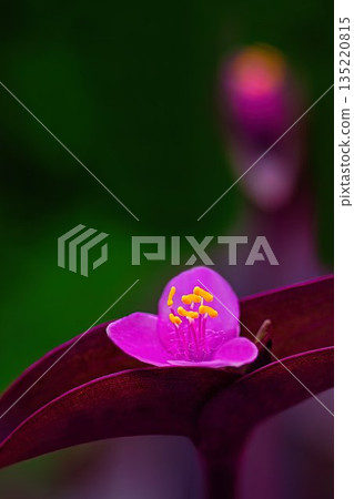 Red flowers of purple vine Red flowers of purple vine 135220815