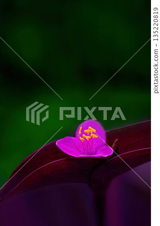 Red purple jasmine flowers Red purple jasmine flowers 135220819