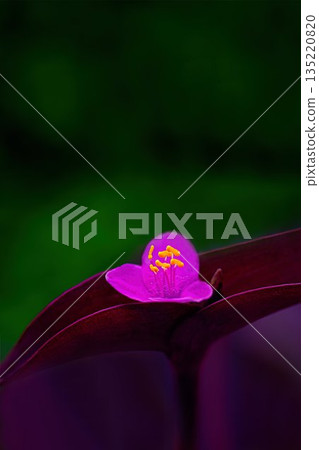 紅紫色茉莉花 紅紫色茉莉花 135220820