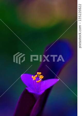 漂亮的紫色御殿花 135220822