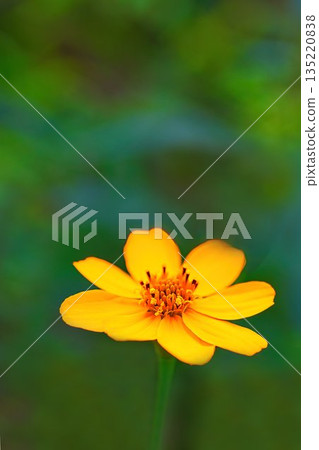 黃檸檬萬壽菊 135220838