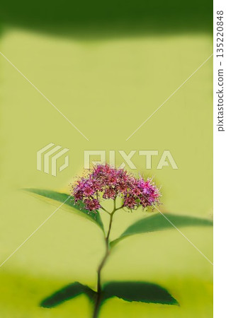 red spirea flower 135220848