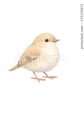 水彩鳥類插圖 135220872