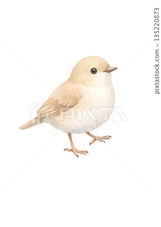 水彩鳥類插圖 135220873