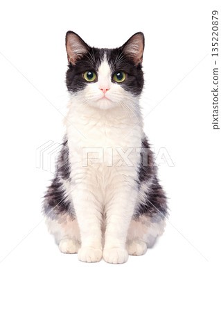 一隻黑白相間的虎斑貓坐著 一隻黑白相間的虎斑貓坐著 135220879