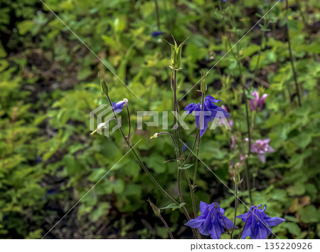Columbine or Aquilegia vulgaris is common columbine with violet flowers. Close-up. Columbine or Aquilegia vulgaris is common columbine with violet flowers. Close-up. 135220926