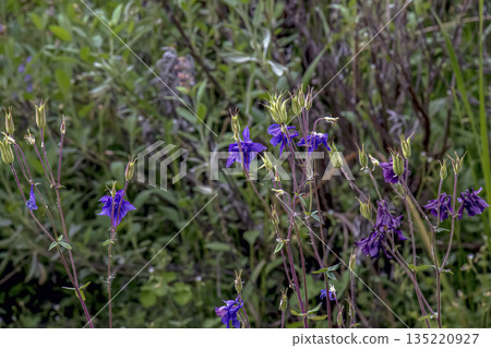 Columbine or Aquilegia vulgaris is a common columbine with a violet flowers. 135220927