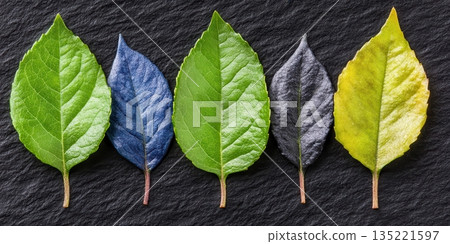 Vibrant Green Blue Black Yellow Leaves Nature Autumn Seasonal Change up leaf fall dark life life 135221597