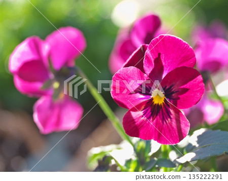 purple viola closeup 135222291