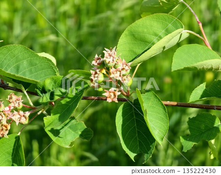 A close-up of a flowering branch of chokeberry, or Sorbaronia fallax, emerging in spring. The background is blurred 135222430
