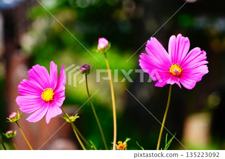 Cosmos 135223092