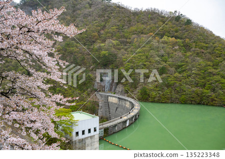 Miyagi Prefecture / Cherry blossoms in full bloom and Naruko Dam (Lake Arao) Miyagi Prefecture / Cherry blossoms in full bloom and Naruko Dam (Lake Arao) 135223348