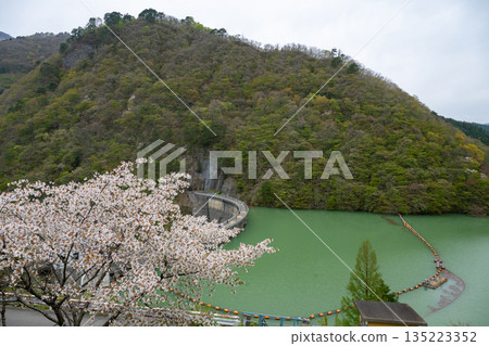 Miyagi Prefecture / Cherry blossoms in full bloom and Naruko Dam (Lake Arao) Miyagi Prefecture / Cherry blossoms in full bloom and Naruko Dam (Lake Arao) 135223352