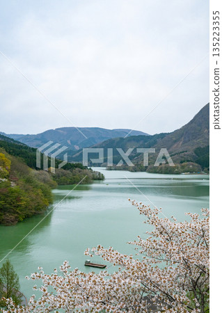 Miyagi Prefecture / Cherry blossoms in full bloom and Naruko Dam (Lake Arao) Miyagi Prefecture / Cherry blossoms in full bloom and Naruko Dam (Lake Arao) 135223355