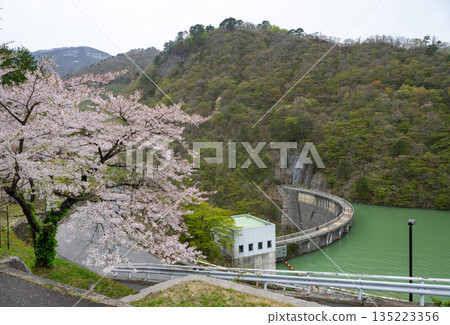 Miyagi Prefecture / Cherry blossoms in full bloom and Naruko Dam (Lake Arao) Miyagi Prefecture / Cherry blossoms in full bloom and Naruko Dam (Lake Arao) 135223356