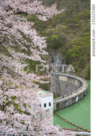 Miyagi Prefecture / Cherry blossoms in full bloom and Naruko Dam (Lake Arao) 135223360