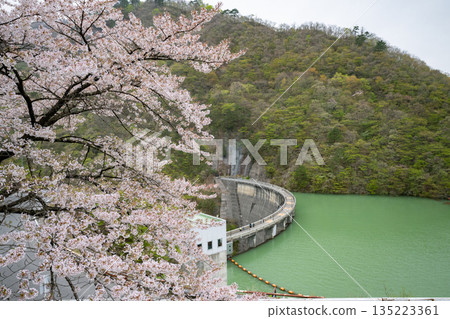 Miyagi Prefecture / Cherry blossoms in full bloom and Naruko Dam (Lake Arao) Miyagi Prefecture / Cherry blossoms in full bloom and Naruko Dam (Lake Arao) 135223361
