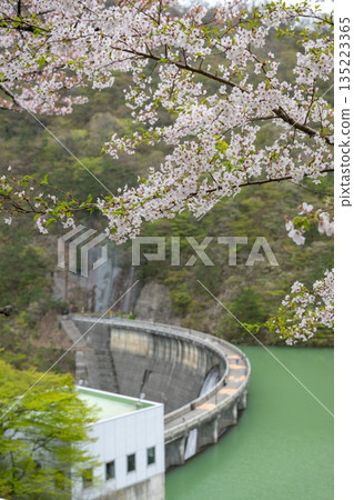 Miyagi Prefecture / Cherry blossoms in full bloom and Naruko Dam (Lake Arao) Miyagi Prefecture / Cherry blossoms in full bloom and Naruko Dam (Lake Arao) 135223365