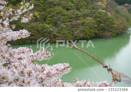 Miyagi Prefecture / Cherry blossoms in full bloom and Naruko Dam (Lake Arao) Miyagi Prefecture / Cherry blossoms in full bloom and Naruko Dam (Lake Arao) 135223366