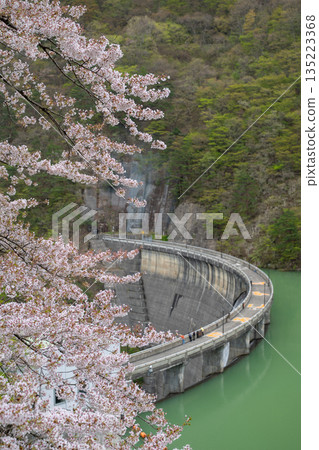 Miyagi Prefecture / Cherry blossoms in full bloom and Naruko Dam (Lake Arao) Miyagi Prefecture / Cherry blossoms in full bloom and Naruko Dam (Lake Arao) 135223368
