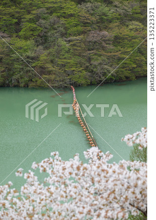 Miyagi Prefecture / Cherry blossoms in full bloom and Naruko Dam (Lake Arao) Miyagi Prefecture / Cherry blossoms in full bloom and Naruko Dam (Lake Arao) 135223371