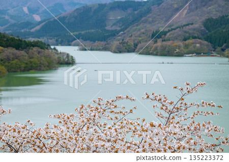 Miyagi Prefecture / Cherry blossoms in full bloom and Naruko Dam (Lake Arao) Miyagi Prefecture / Cherry blossoms in full bloom and Naruko Dam (Lake Arao) 135223372