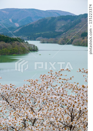 Miyagi Prefecture / Cherry blossoms in full bloom and Naruko Dam (Lake Arao) Miyagi Prefecture / Cherry blossoms in full bloom and Naruko Dam (Lake Arao) 135223374