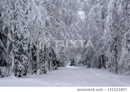Serene Winter Landscape with Snow-Covered Trees 135223807