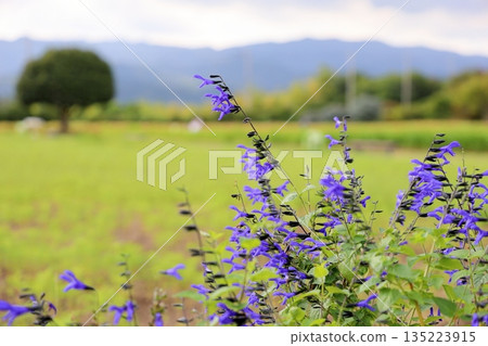 Refreshing Salvia flower guaranitica Refreshing Salvia flower guaranitica 135223915
