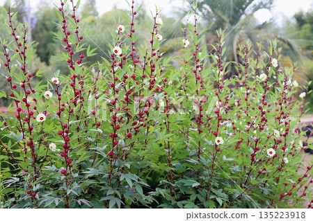 可愛的洛神花 135223918