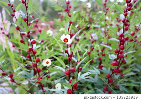 可愛的洛神花 135223919