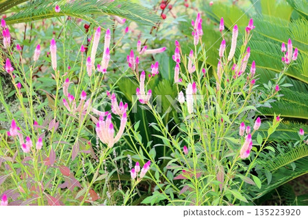 Cute bellflower 135223920