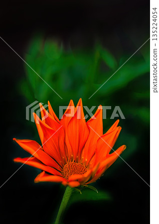 黃色金盞花漂浮在黑色背景上 黃色金盞花漂浮在黑色背景上 135224054