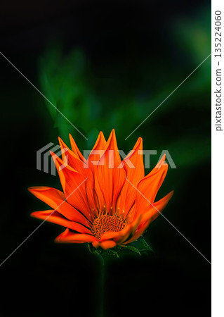 橙色雜色菊 橙色雜色菊 135224060