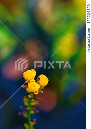Yellow Heilynanten Flower Yellow Heilynanten Flower 135224100