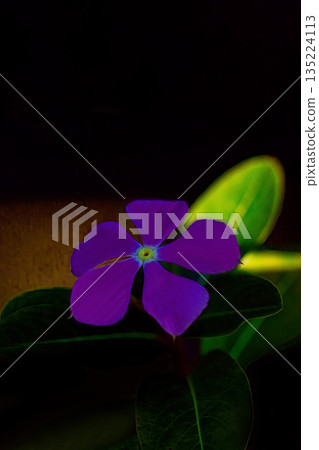 Mysteriously blooming Madagascar periwinkle Mysteriously blooming Madagascar periwinkle 135224113