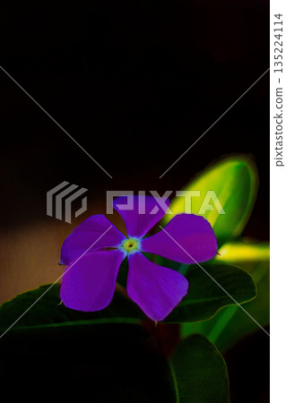Purple Madagascar periwinkle flowers floating on a black background Purple Madagascar periwinkle flowers floating on a black background 135224114