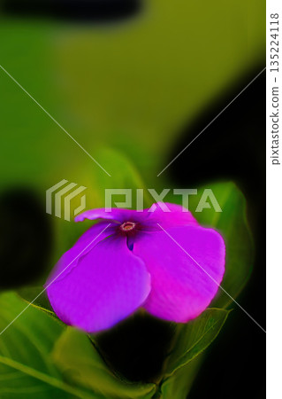 Red flower of Nicinchis needle Red flower of Nicinchis needle 135224118