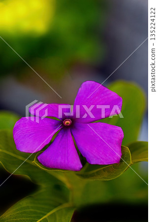 A close-up photo of a purple-flowered Madagascar periwinkle A close-up photo of a purple-flowered Madagascar periwinkle 135224122