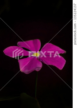 Red flower of Nicinchis needle Red flower of Nicinchis needle 135224137