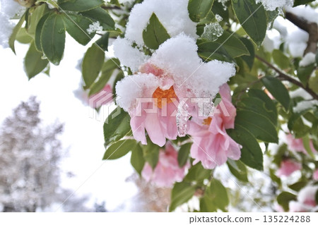 雪山茶① 135224288