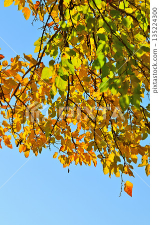 平山，深秋紅葉景色，所澤市 135224300