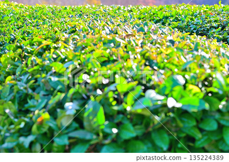 Tea fields, Sayama Tea, Hiranooka, Tokorozawa City 135224389