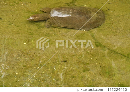 甲魚 甲魚 135224430
