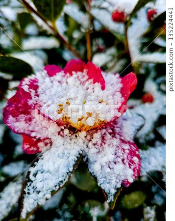 Frost-covered rhododendrons 135224441