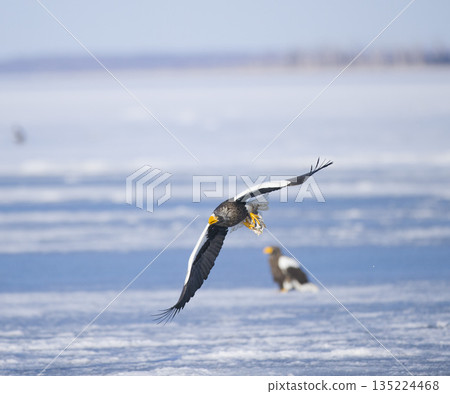 斯特勒海雕在浮冰上翩翩起舞 135224468