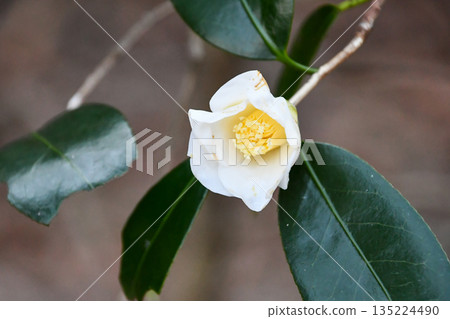 山茶花“白色侘助” 135224490